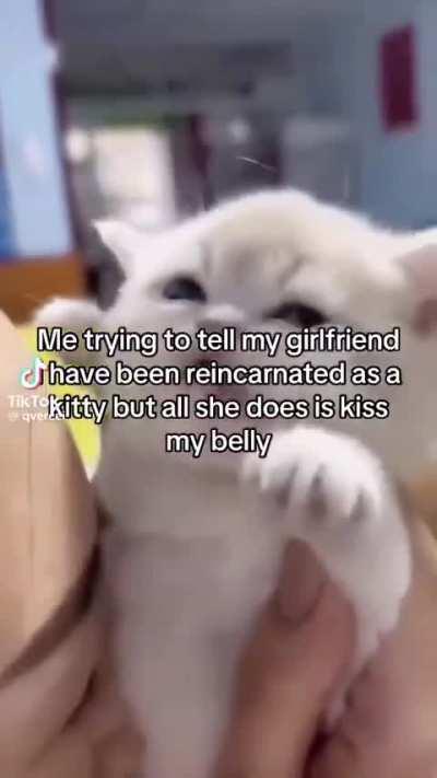 I'm in love with the turned into a cat meme!! Anyone have any more? Please share!