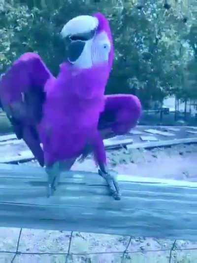 Gopnik macaw (Hardbass birb 4)