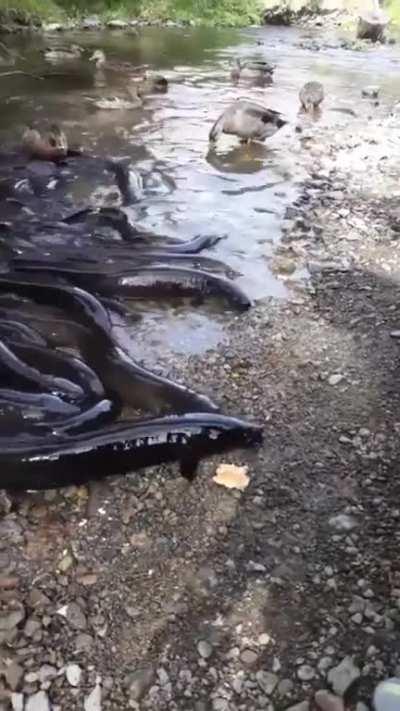 New consumable: Bread. Keeps water devils and ducks happy :)