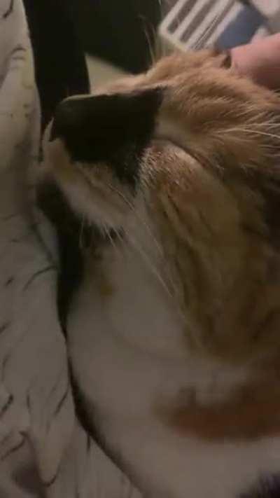 Cecilia loves nothing more than couch cuddles and ear scritches. Complete with little chirps