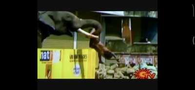 NSFL some footage of elephants killing their handlers.