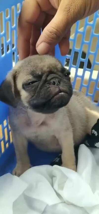 My pup Zoro when we first met him