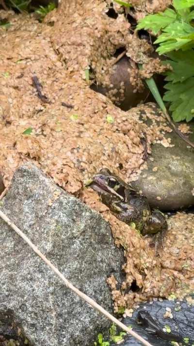Frog behaviour
