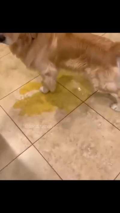 Собака The Forever Pisser