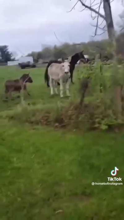 Donkey laughing at the dog
