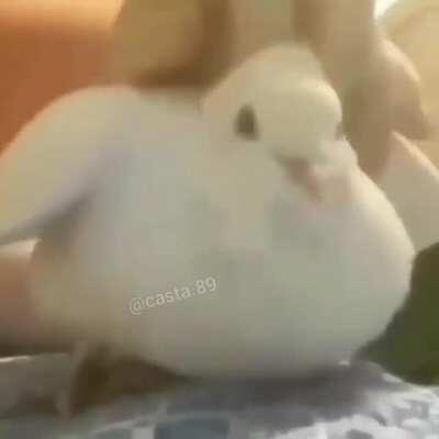 Yo digo que le den up vote para que aquino lo vea xd