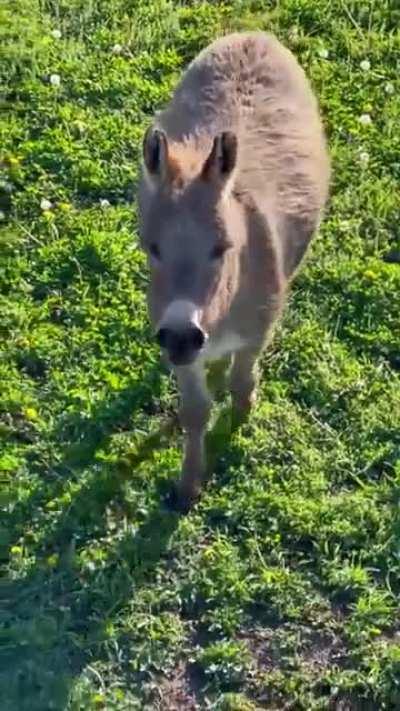 Smart ass stops chasing the kids after hearing mom shout, but not without a bit of sass