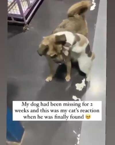 Where have you been? I've missed you