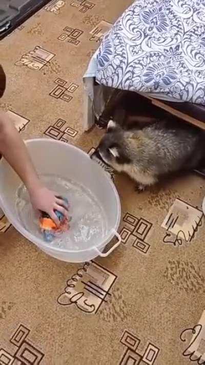 To catch a raccoon you need to think like a raccoon