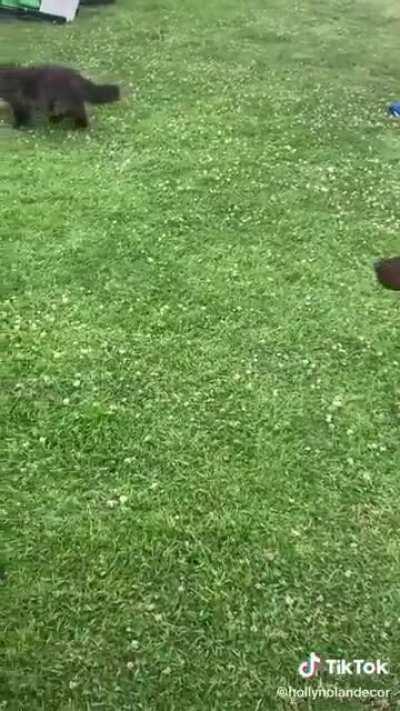 Taking the most relaxed and friendly cat ever to the park