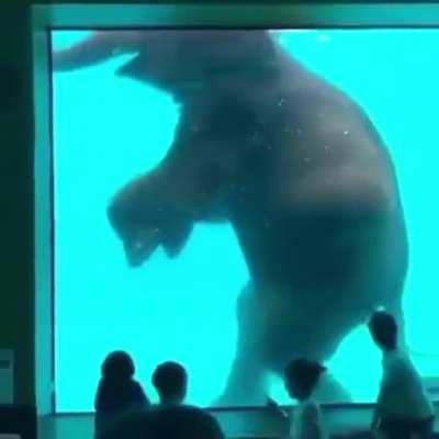 Elephant in a zoo pool.