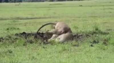 Absolutely magical encounter in African wilderness