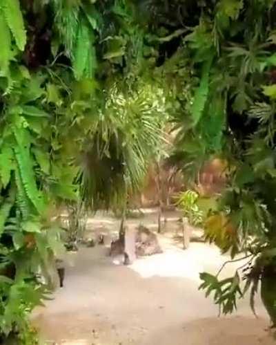 Essence of the World.