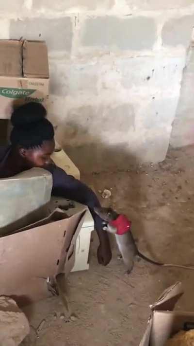 Rat trained to rescue people after earthquakes 