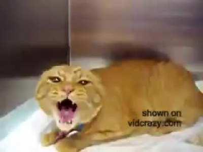 i want everybody to meet burger and fries