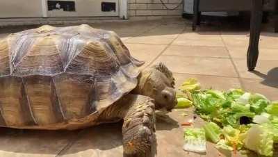 Our tortoise Peanut crunching on some salad!