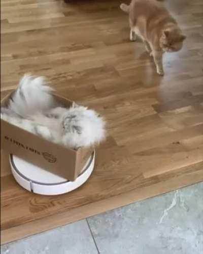 They see me rollin, they hatin... 🚙 🐈