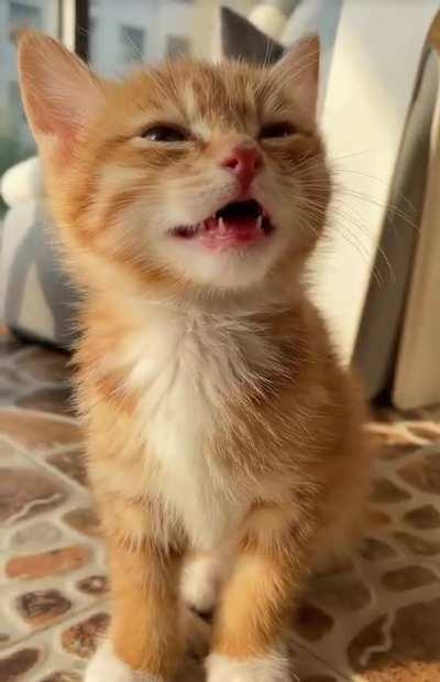 Just woke up from its naps, so he is a bit grumpy