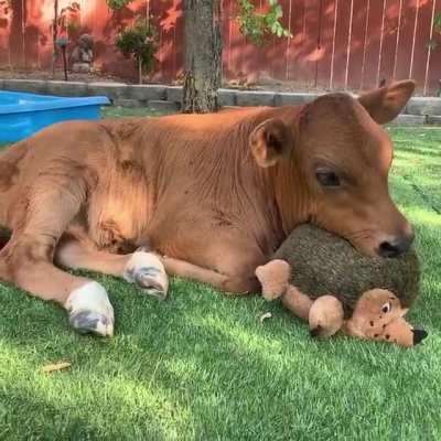 Cows are really just grass puppies 🥰❤️