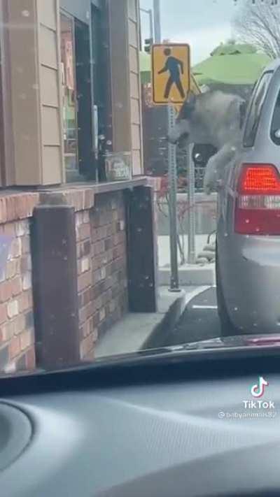 Puppers loves the drive-thru
