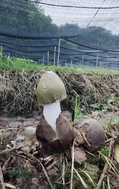 Time lapse of a Long net stinkhorn, Phallus indusiatus fruiting.