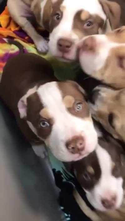 Тележка щенков