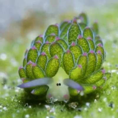 The Costasiella kuroshimae, also known as the ‘leaf sheep’ sea slug found near Japan can store small amounts of chlorophyll into their bodies, producing energy in a process called kleptoplasty.