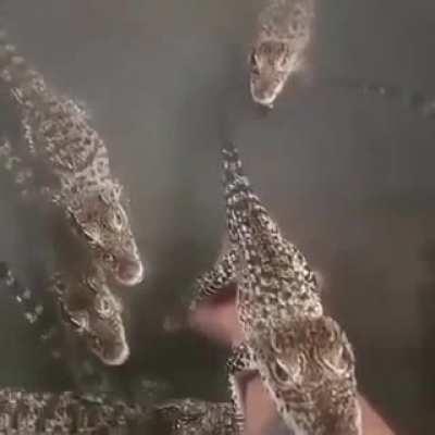 Baby crocodiles