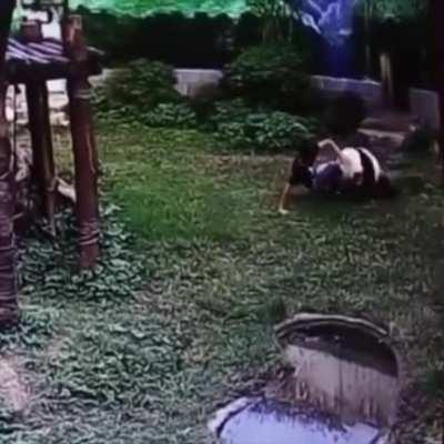 Jumping into the panda exhibit to get a closer look