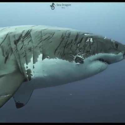 The scars of a veteran great white player