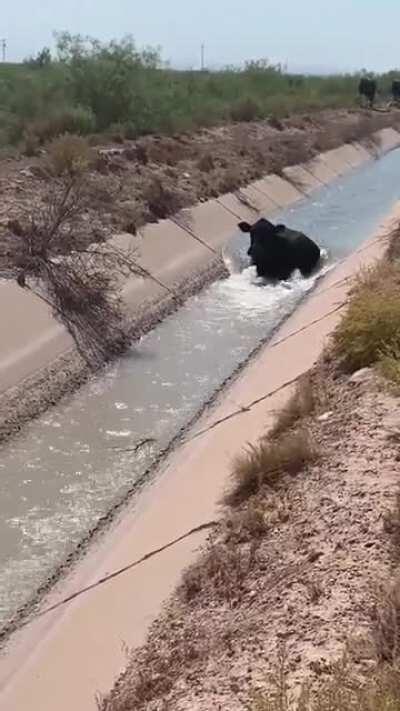 This guy just chilling and blocking a whole lot of water getting through