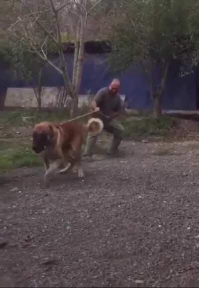 Pupper taking out his owner for a walk