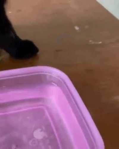 The choice is obvious