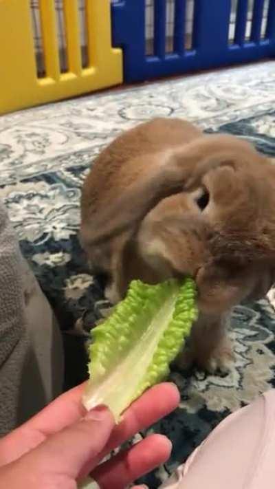 This is my bunny Parmi. She likes to eat lettuce. I’ve had her for more than a year now!