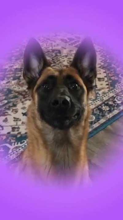 Thought you all would appreciate my girl hamming it up for the camera