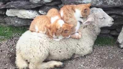 Cat kneads the sheep to sleep