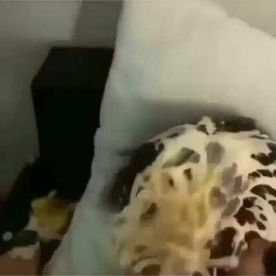 How ima do Bruce if he don’t do a sailor moon cosplay