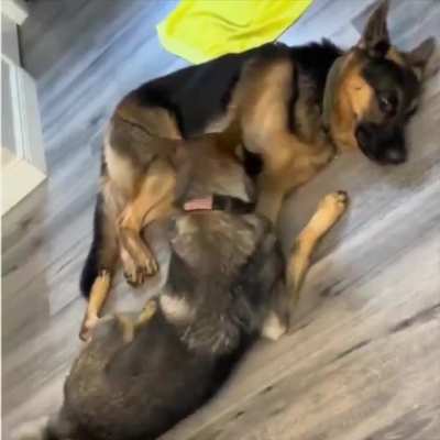 This is love. Such pure affection, absolutely heartwarming!