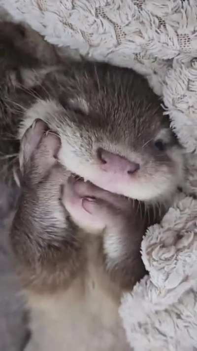 Cutest Baby Otter