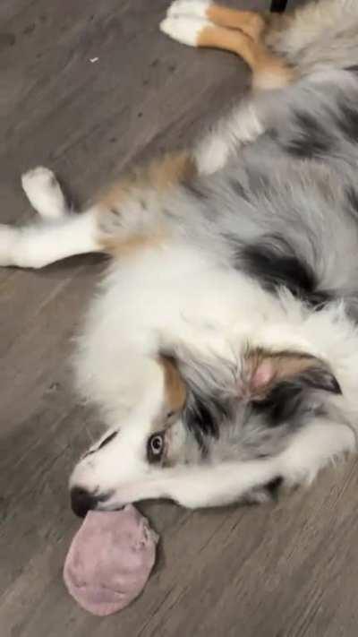 Ever wondered where your socks went?