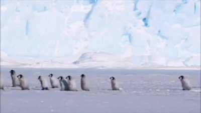Just some adorable smol pingu chicks out for a Sunday Stroll...