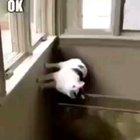 Didn't make this one, just posting it for y'all to have a good laugh