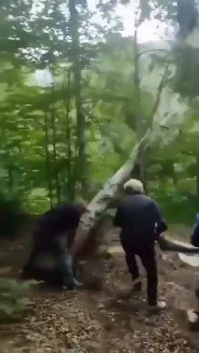 WCGW standing next to a falling tree?!