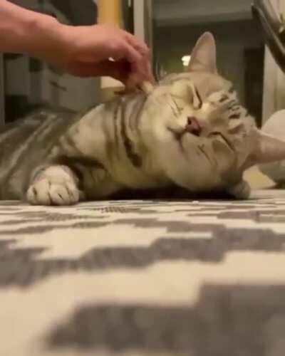 Brushy brushy