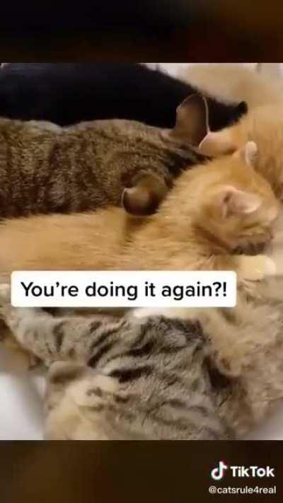 Daddy cat wanted some Milk too