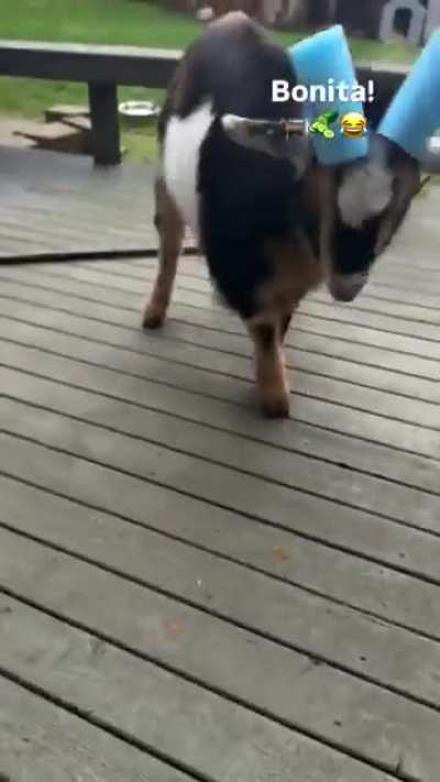 This might be the GOAT pet