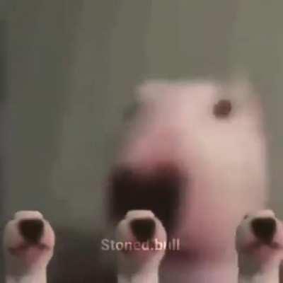 Walter do be still standin tho ngl