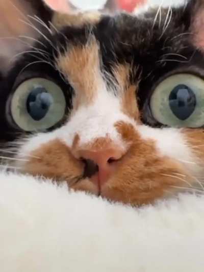 Those eyes 👁️👁️