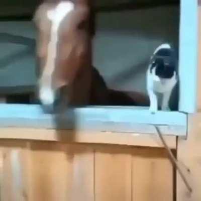 a horse kisses a car <3