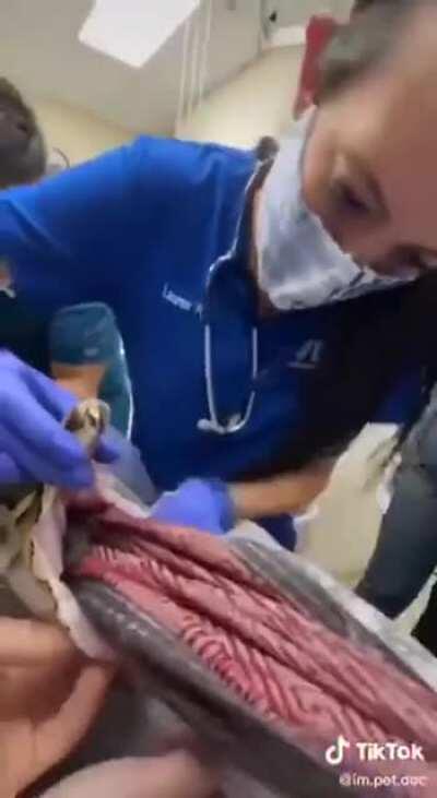 Snake swallows an entire blanket